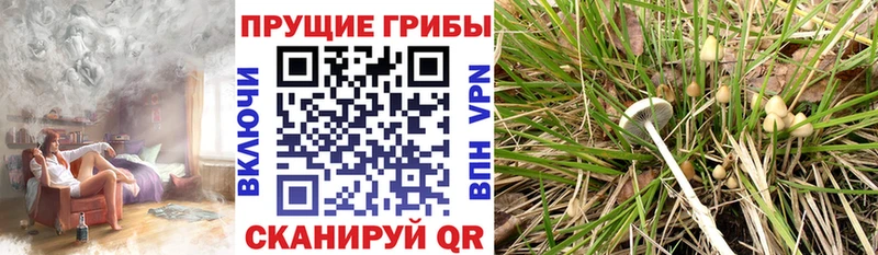 блэк спрут ссылки  Электрогорск  Галлюциногенные грибы ЛСД  даркнет сайт 